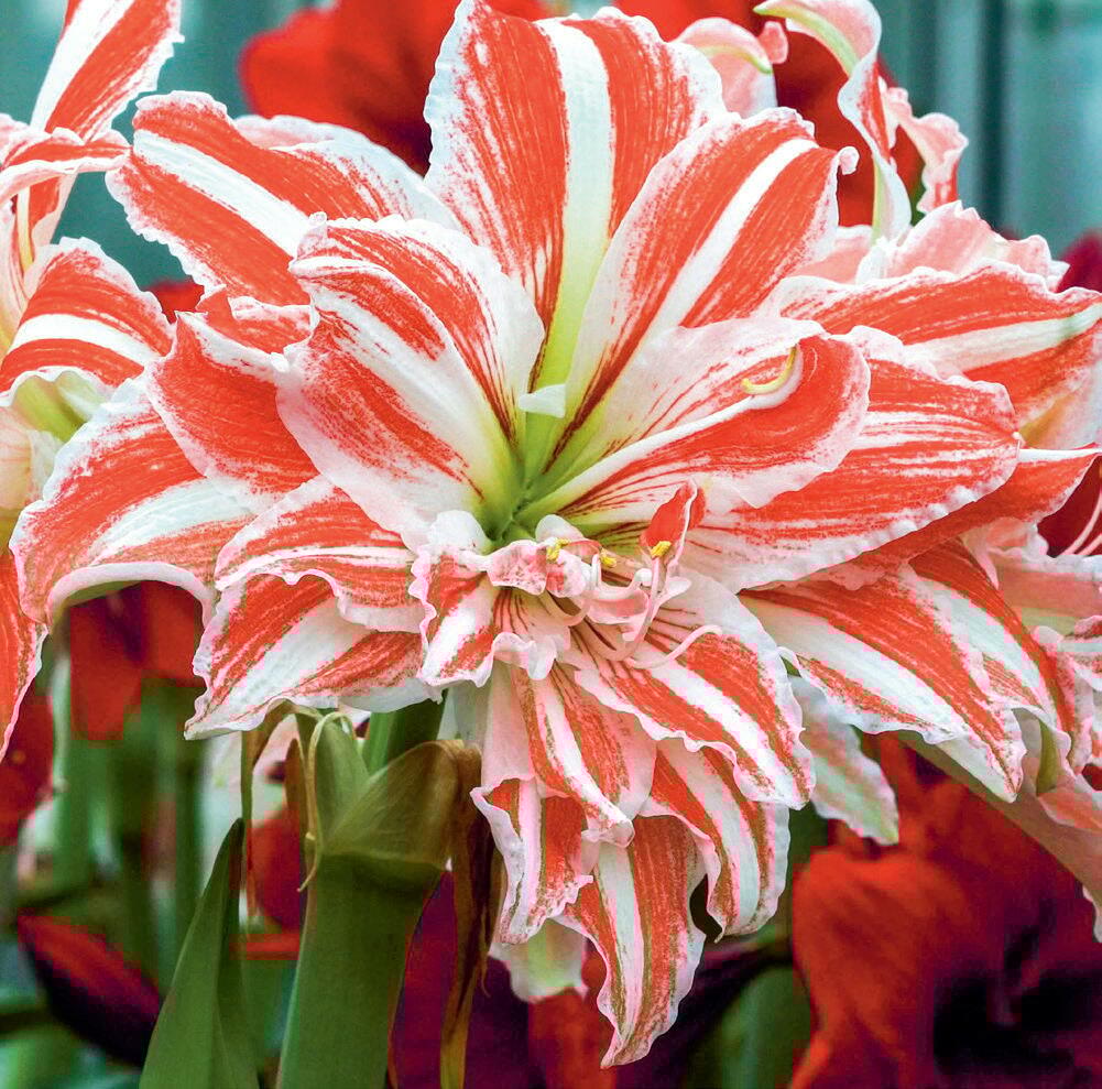 Les amaryllis se sont faites belles et s&#xE9;duisent par de nouvelles esp&#xE8;ces.