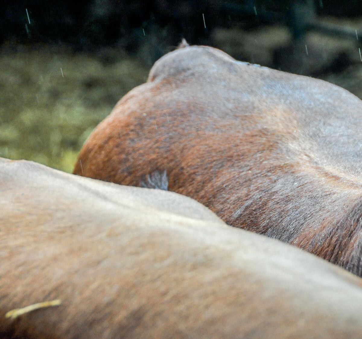Pendant l’hiver, l’apport en énergie doit être suffisant, pour que les animaux commercialisés au printemps affichent une co...