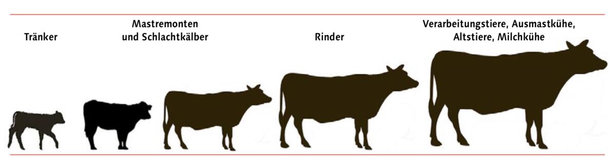 Tiervermarktung für Milchviehbetriebe