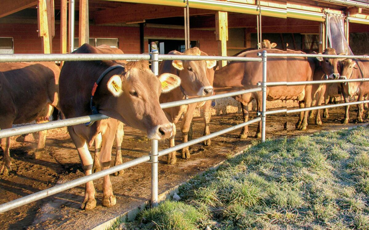 Wo viel Milch für wenig Geld fliesst