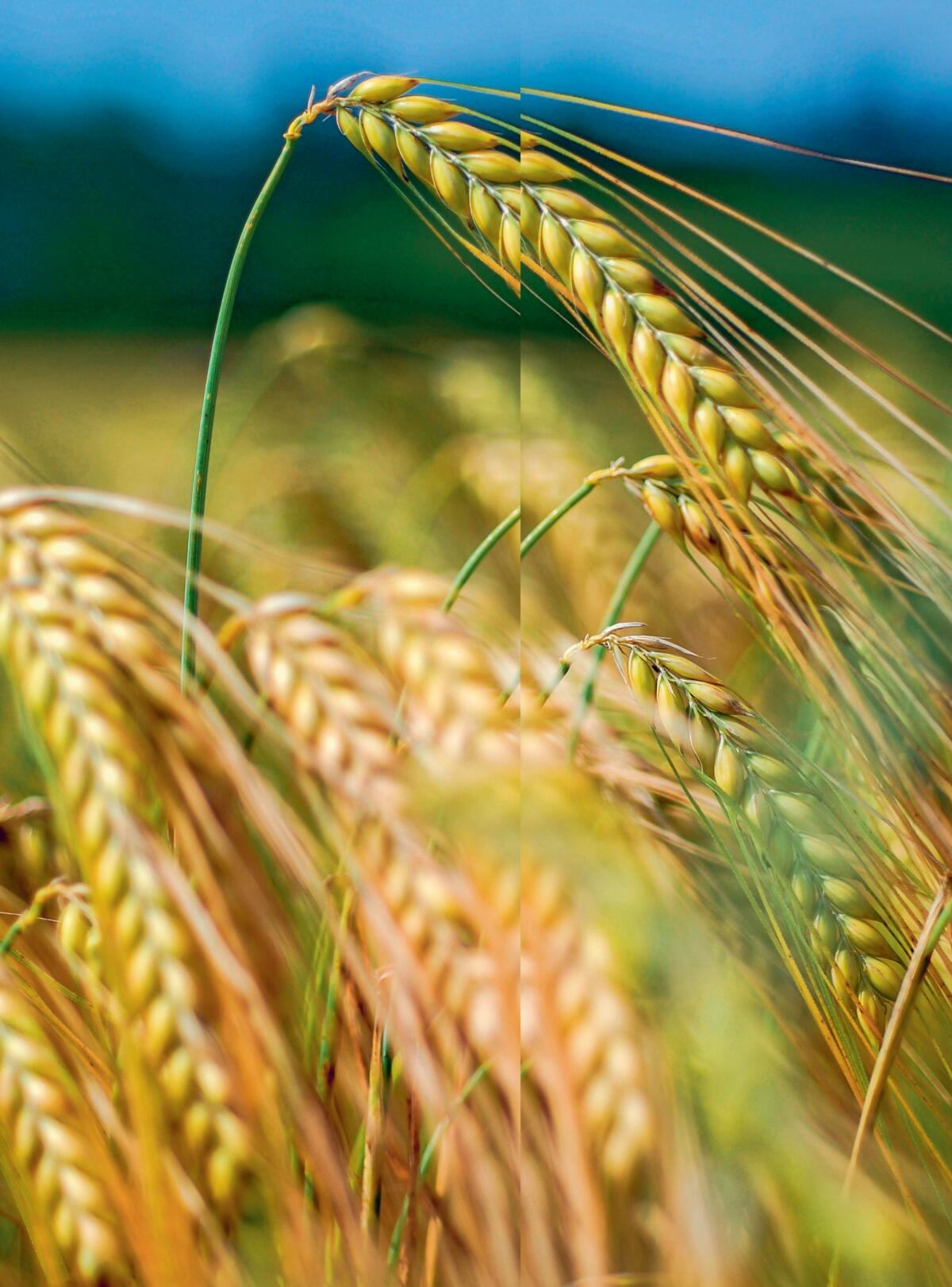 Une stratégie de fumure spécialement adaptée à l’effectif présent peut contribuer à améliorer le rendement de...