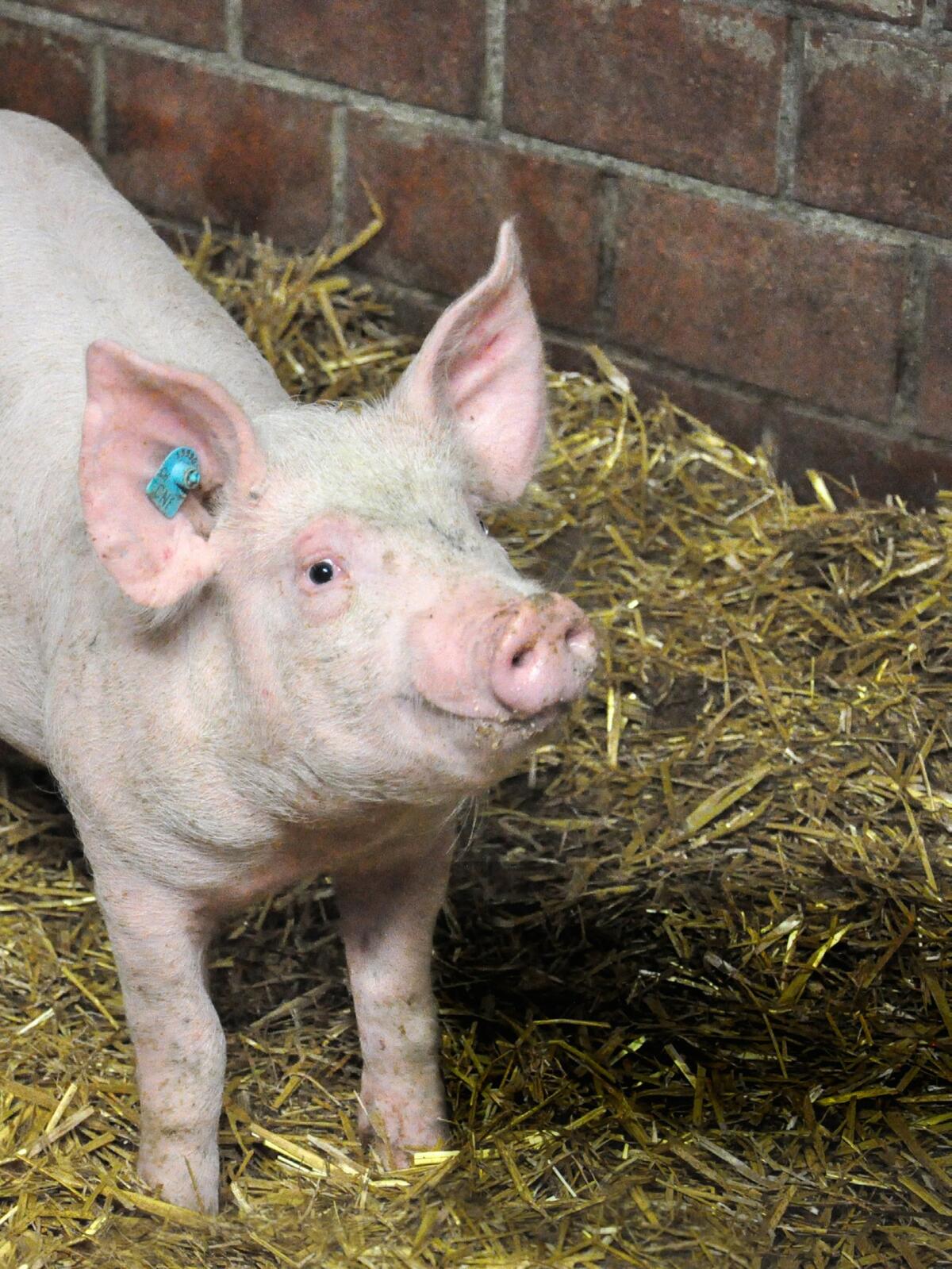 Pl&#xF6;tzliche Todesf&#xE4;lle bei den Mastschweinen? Es k&#xF6;nnte HIS
sein.