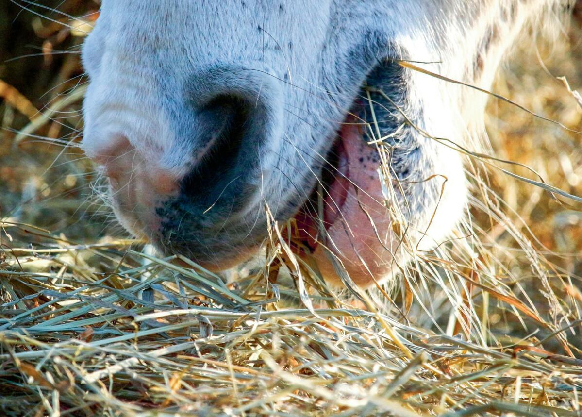 Les chevaux doivent &#xEA;tre affourag&#xE9;s avec du foin de qualit&#xE9; irr&#xE9;prochable.