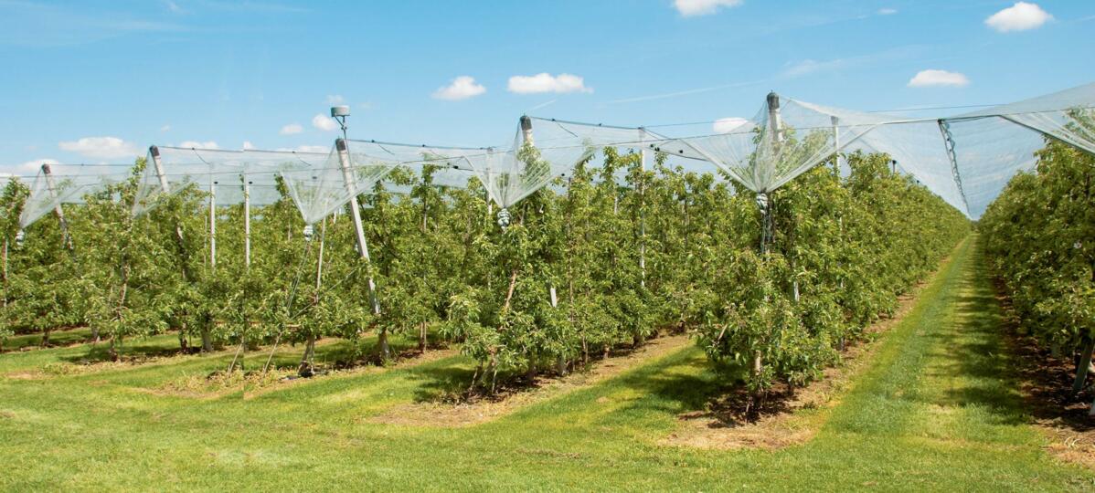 Die Erneuerung von Obstkulturen sollte gut durchdacht werden.