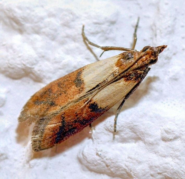 Bracon hebetor 
avec une larve de teigne.