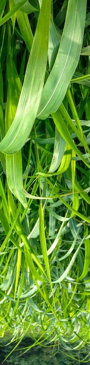 Le sorgho fourrager produit une grande quantit&#xE9; de fourrage et se contente d&#x2019;une faible pluviom&#xE9;trie.