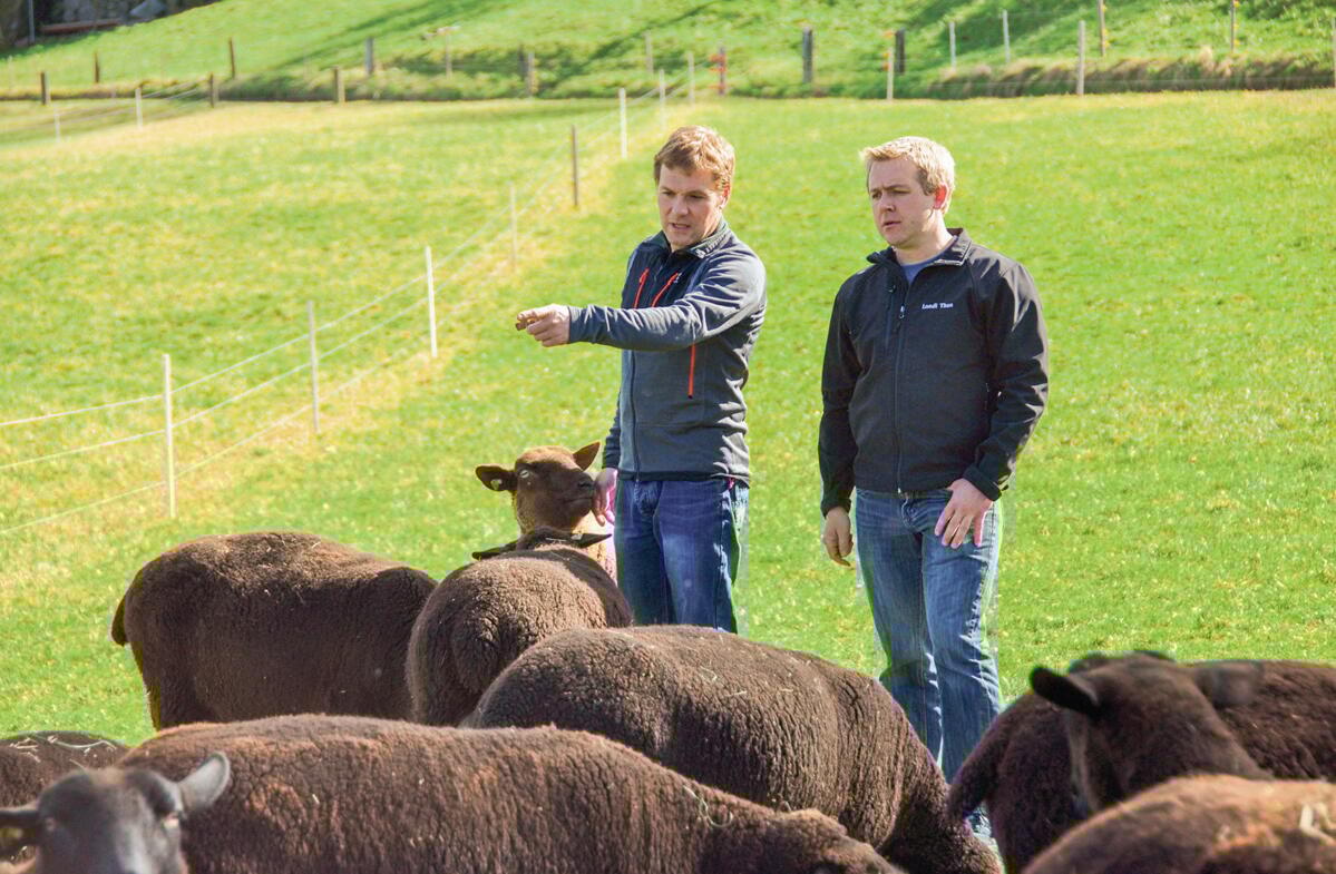 Andreas H&#xE4;nni et Markus Wyttenbach (collaborateur LANDI) jugent les brebis en fin de gestation.