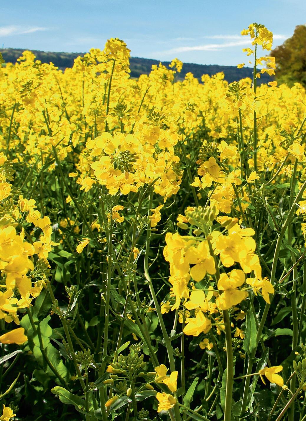 Die Aussichten stehen gut f&#xFC;r die Ausdehnung der Vertragsproduktion von Bio-Raps.&#xA0;