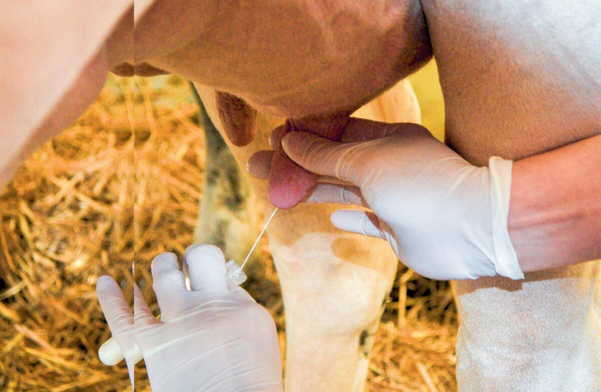 Durch die Bestimmung des Erregers kann der betreuende Tierarzt den richtigen Wirkstoff zur Behandlung verordnen.
