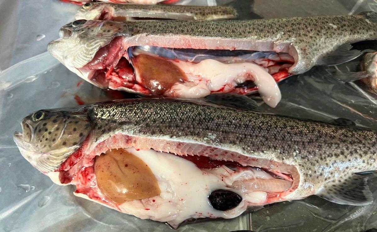 Sympt&#xF4;mes typiques de maladies bact&#xE9;riennes syst&#xE9;miques telles que la furonculose : h&#xE9;morragies au niveau du foie, des tissus adipeu...