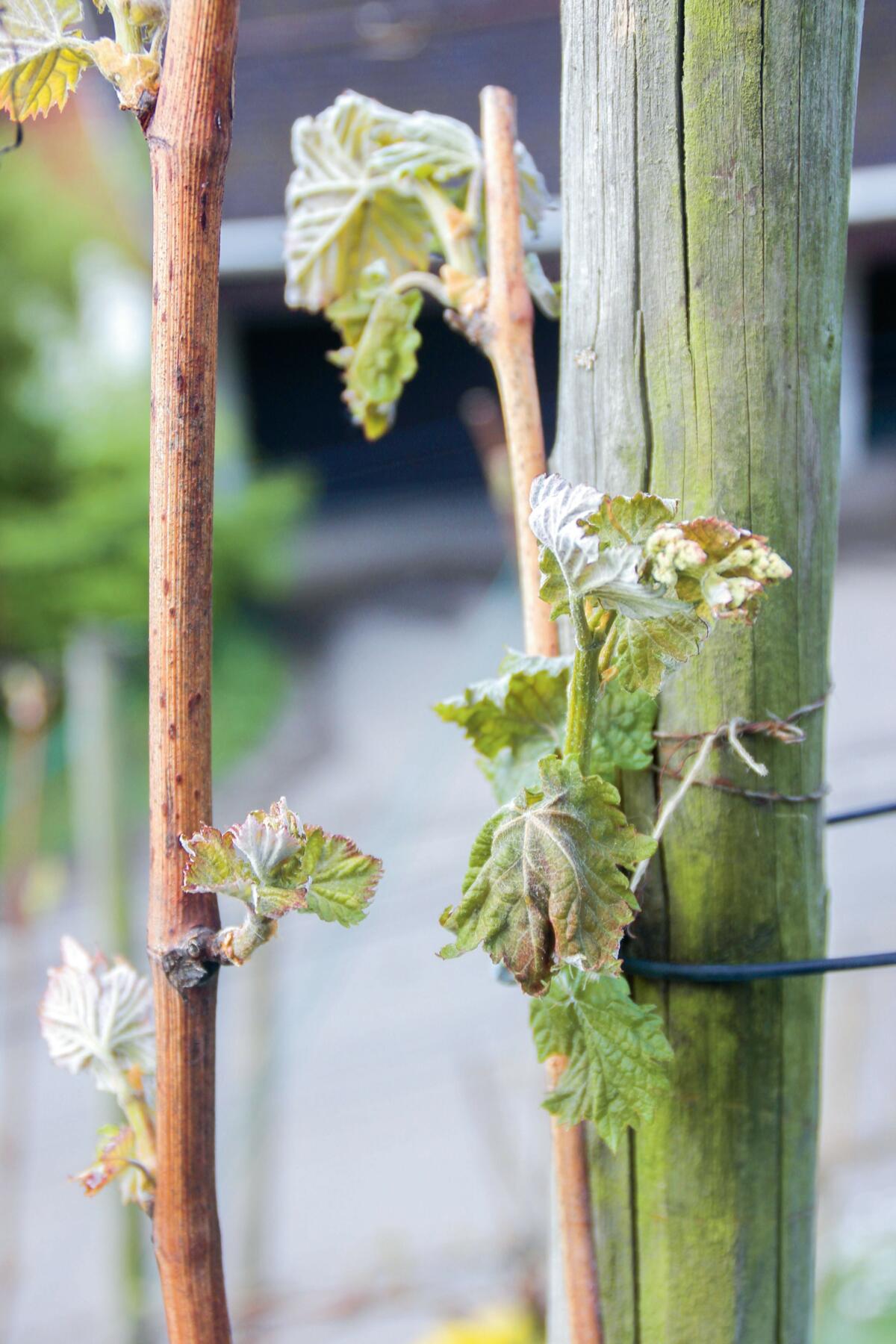 Dem Frühjahrsfrost 2017 sind viele Reben zum Opfer gefallen.