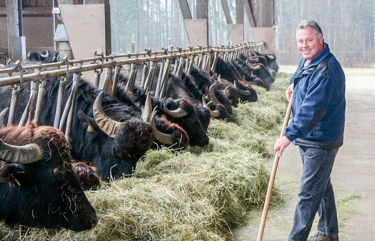 Sepp K&#xFC;chler nourrit ses bufflonnes pendant que Sonja K&#xFC;chler s&#x2019;occupe du magasin de la ferme.