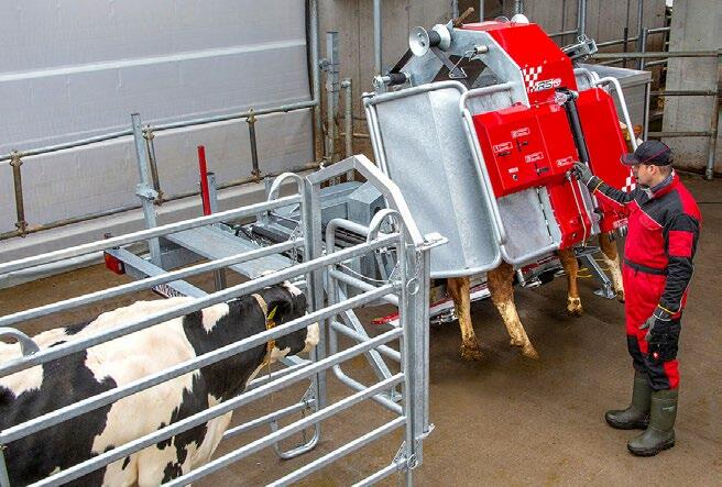 Die Unterschiede der Klauenpflegestände zeigen sich bei der Ausstattung, beim Tierkomfort und bei der Handhabung der Geräte. 