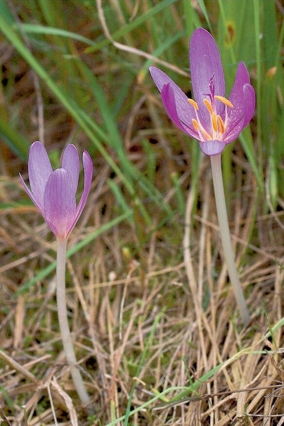 Le colchique en fleur en automne. Cette plante toxique ne forme les feuilles et la capsule avec les semences fertilis&#xE9;es que l&#x2019;ann&#xE9;e su...