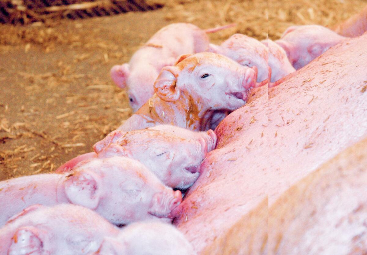 Le porcelet a besoin du colostrum pour sa protection, son approvisionnement en &#xE9;nergie et sa croissance.
