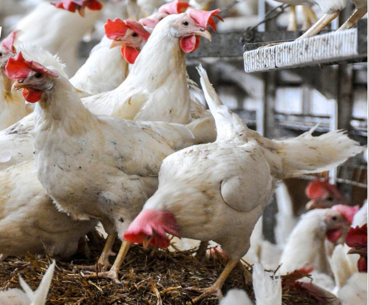 Outre le poulailler, les pondeuses hybrides blanches disposent d&#x2019;un acc&#xE8;s au jardin d&#x2019;hiver et au p&#xE2;turage.