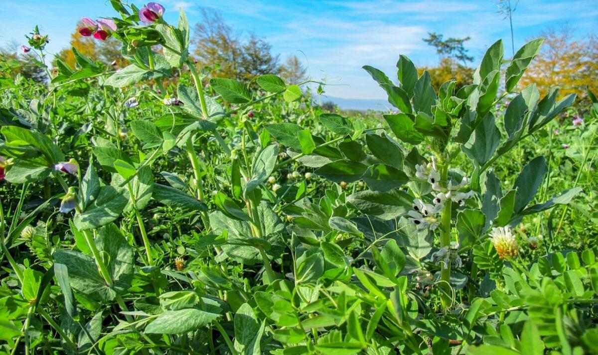 Die Mischung UFA Legu Fit hinterlässt eine schöne Bodengare.