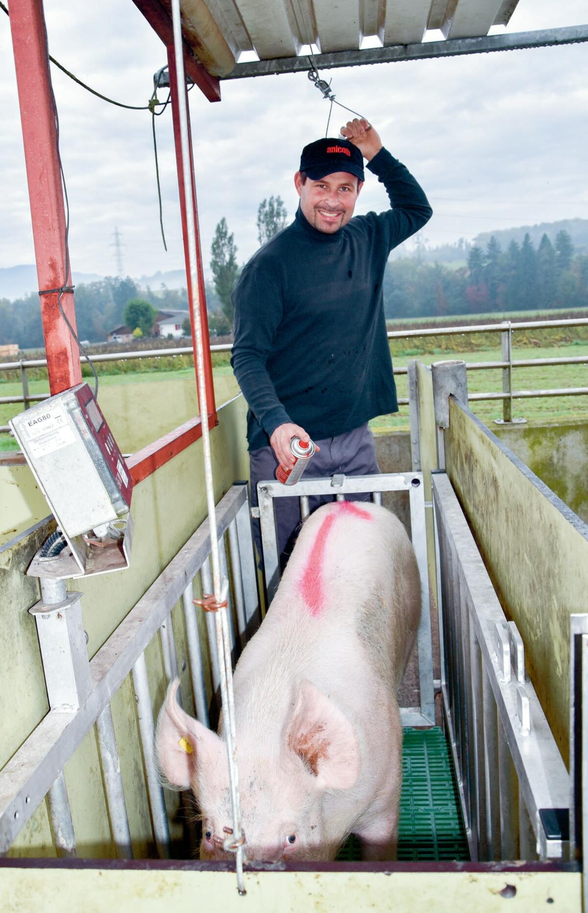 Chez les Waber, les porcs sont pes&#xE9;s une fois par semaine. Tous les animaux d&#xE9;passant 107 kg sont annonc&#xE9;s pour l&#x2019;abattage la sema...