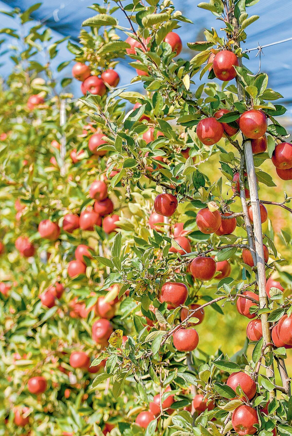 Blattdünger sorgen für widerstandsfähige Bäume mit schönen 
Früchten. 