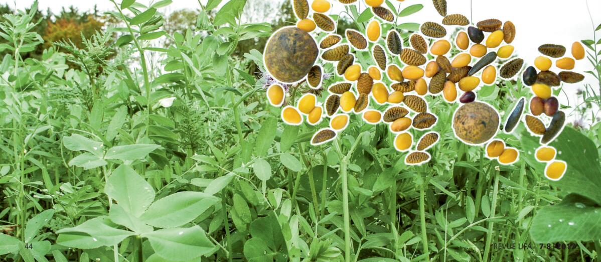 Le m&#xE9;lange engrais vert UFA Lepha comme semence et deux mois apr&#xE8;s le semis.