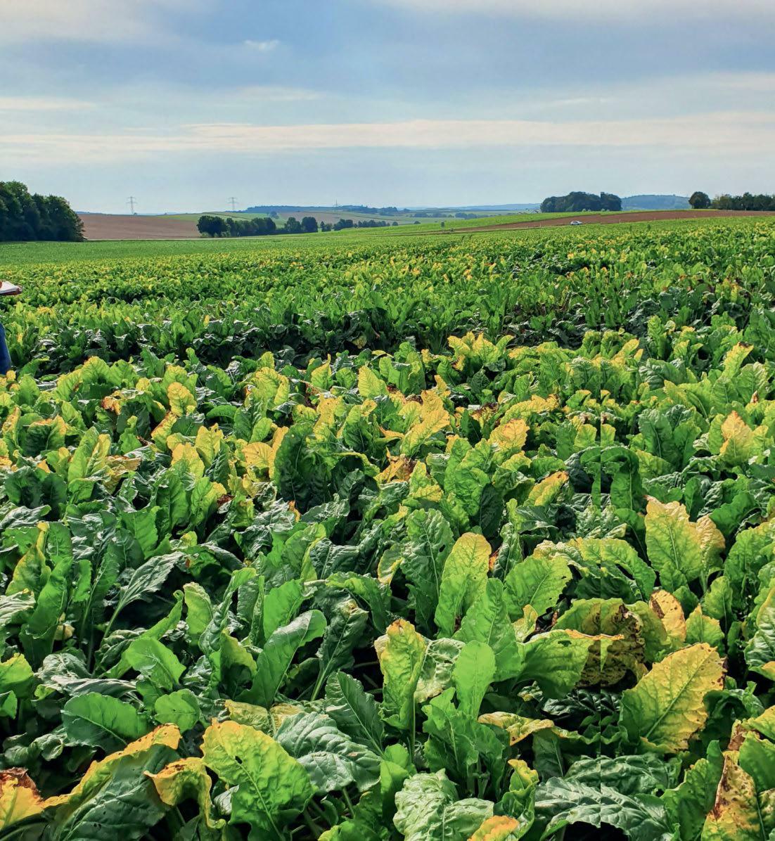 Une cicadelle 
Pentastiridius leporinus(en haut) suce les feuilles des betteraves sucri&#xE8;res, les infectant par la m&#xEA;me occasion ; un champ de...