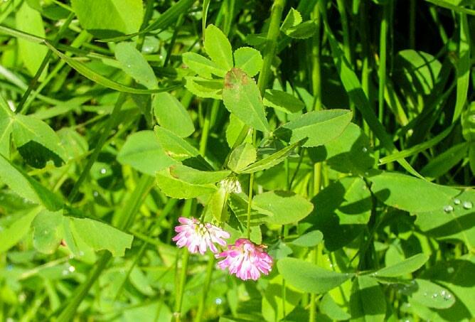 Le m&#xE9;lange fourrager UFA 106 se compose de ray-grass, de tr&#xE8;fle d&#x2019;Alexandrie et de tr&#xE8;fle de Perse.