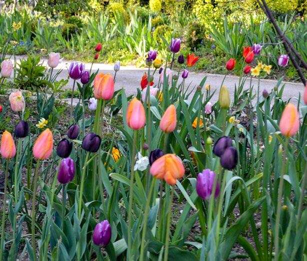 Bref et intense : les fleurs printani&#xE8;res s&#x2019;adaptent facilement et apportent une touche color&#xE9;e en d&#xE9;but de saison.