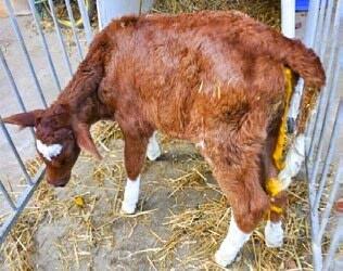 Tiere mit Durchfall oder auch K&#xFC;mmerer k&#xF6;nnen auf einen Kokzidiosenbefall hinweisen.