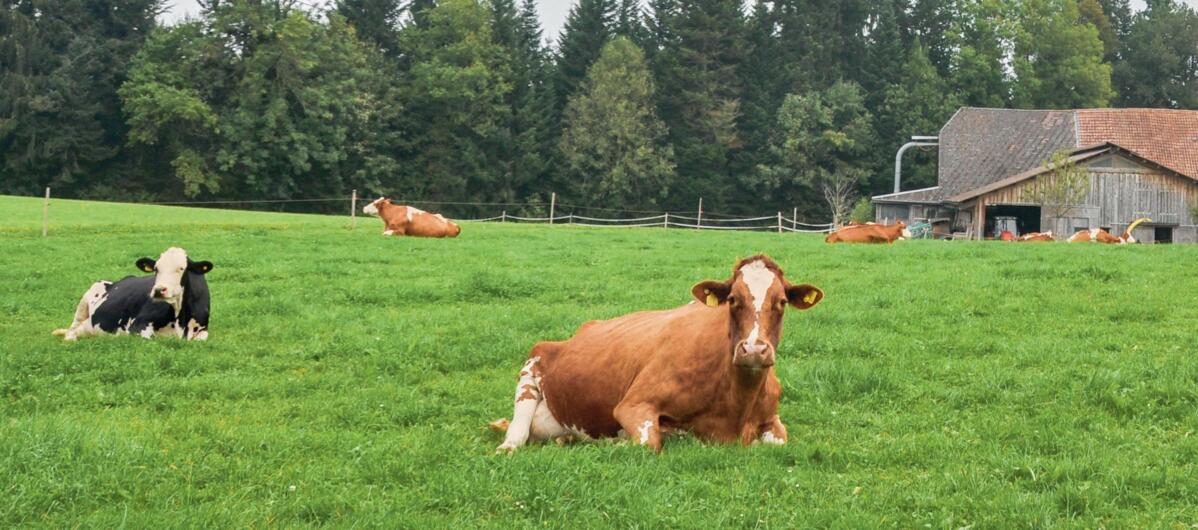 Dans le cadre d&#x2019;une alimentation pr&#xE9;servant les ressouces, les prairies seraient principalement utilis&#xE9;es par les vaches laiti&#xE8;res...