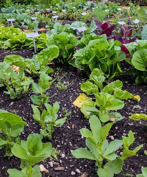 Soutien naturel : cultiver simultan&#xE9;ment des carottes et des oignons aide &#xE0; lutter contre les mouches des oignons. Cultiver des carottes avec...