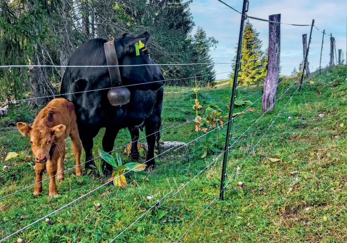 Appareil bien installé, bétail bien gardé