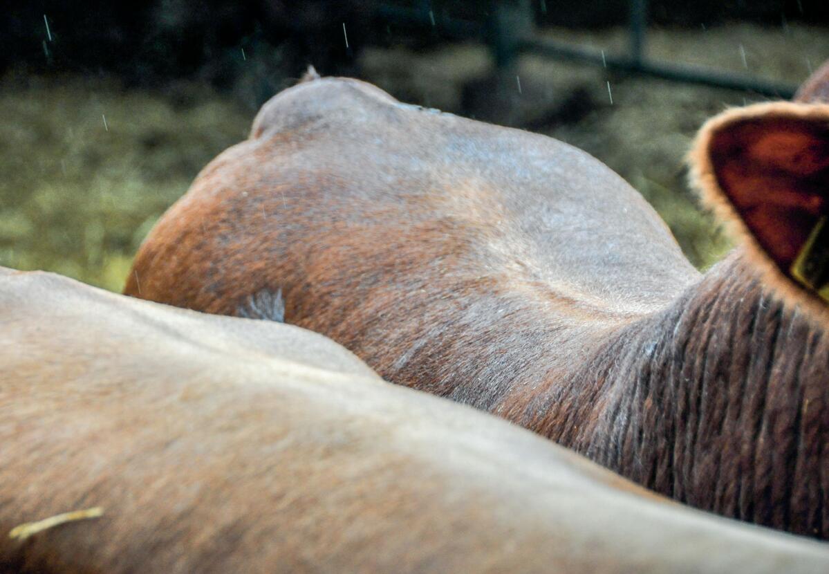 In den Wintermonaten muss die Energiezufuhr stimmen, damit im Fr&#xFC;hling gut gedeckte Tiere ausgestallt werden k&#xF6;nnen.