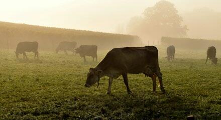 La pâture d’automne rend-elle également les vaches plus fertiles ?