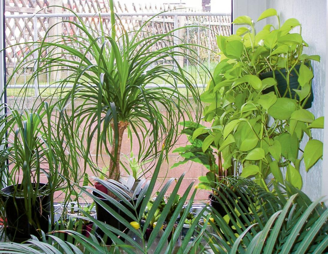 Gr&#xFC;npflanzen bauen Stress ab und wirken als nat&#xFC;rliche
Klimaanlage.&#xA0;