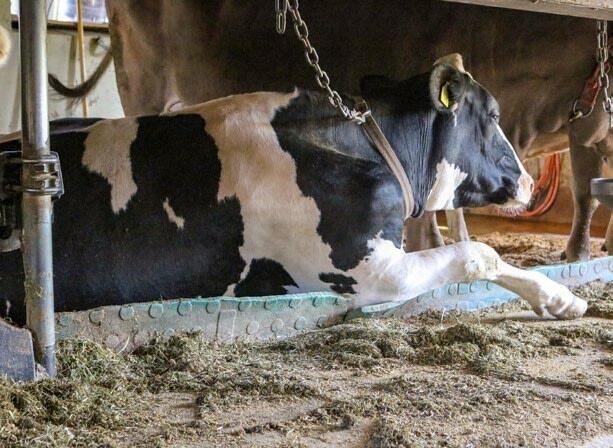 Une position de repos confortable am&#xE9;liore consid&#xE9;rablement la qualit&#xE9; de vie de l&#x2019;animal.