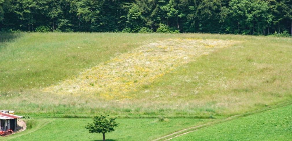 Aufgewerteter Streifen einer Wiese im Jahr 2010. F&#xFC;nf Jahre nach der Aufwertung hebt sich der Streifen stark von der Originalwiese ab. 2017, also z...