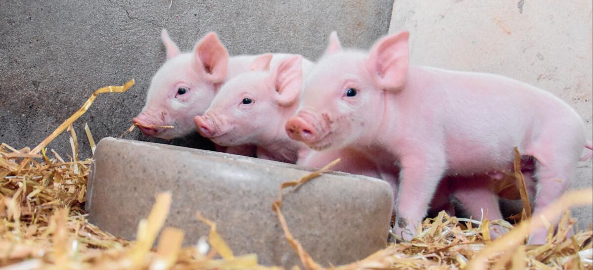 Les porcelets apprécient l’aliment UFA 302 Prestarter. 