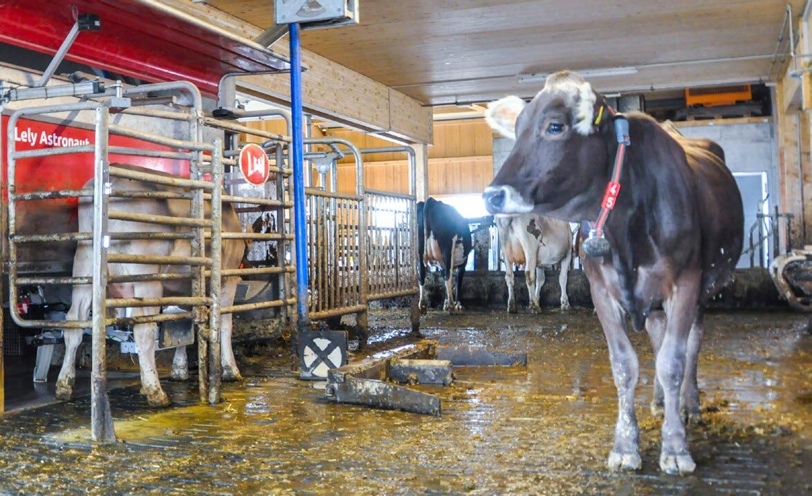 Mit dem I-Flow-Konzept, genügend Platz beim Astronaut und mit freiem Kuhverkehr hat jede Kuh uneingeschränkten Zugang zum Melkroboter.