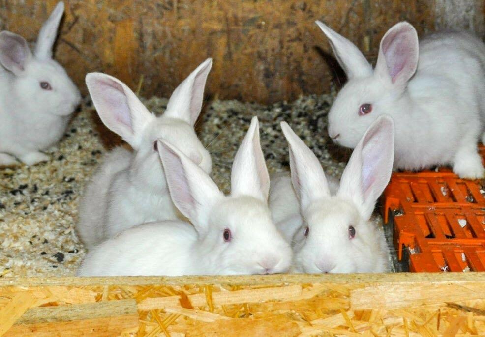 Les jeunes lapins d&#x2019;engraissement seront bient&#xF4;t sevr&#xE9;s.