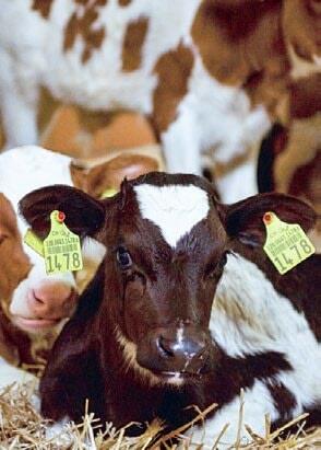 Les premi&#xE8;res semaines de vie ont un impact d&#xE9;cisif sur le potentiel de production ult&#xE9;rieur de&#xA0;


l&#x2019;animal.