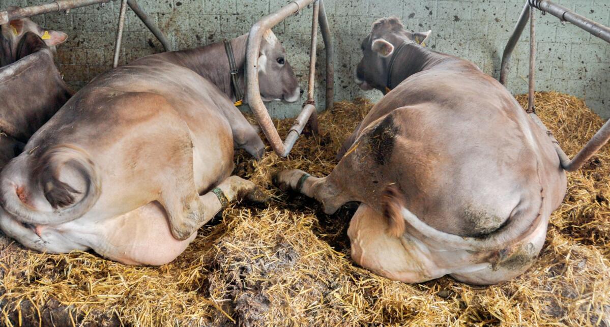 Les poudres hygi&#xE9;niques r&#xE9;duisent la pression li&#xE9;e aux germes dans les logettes.