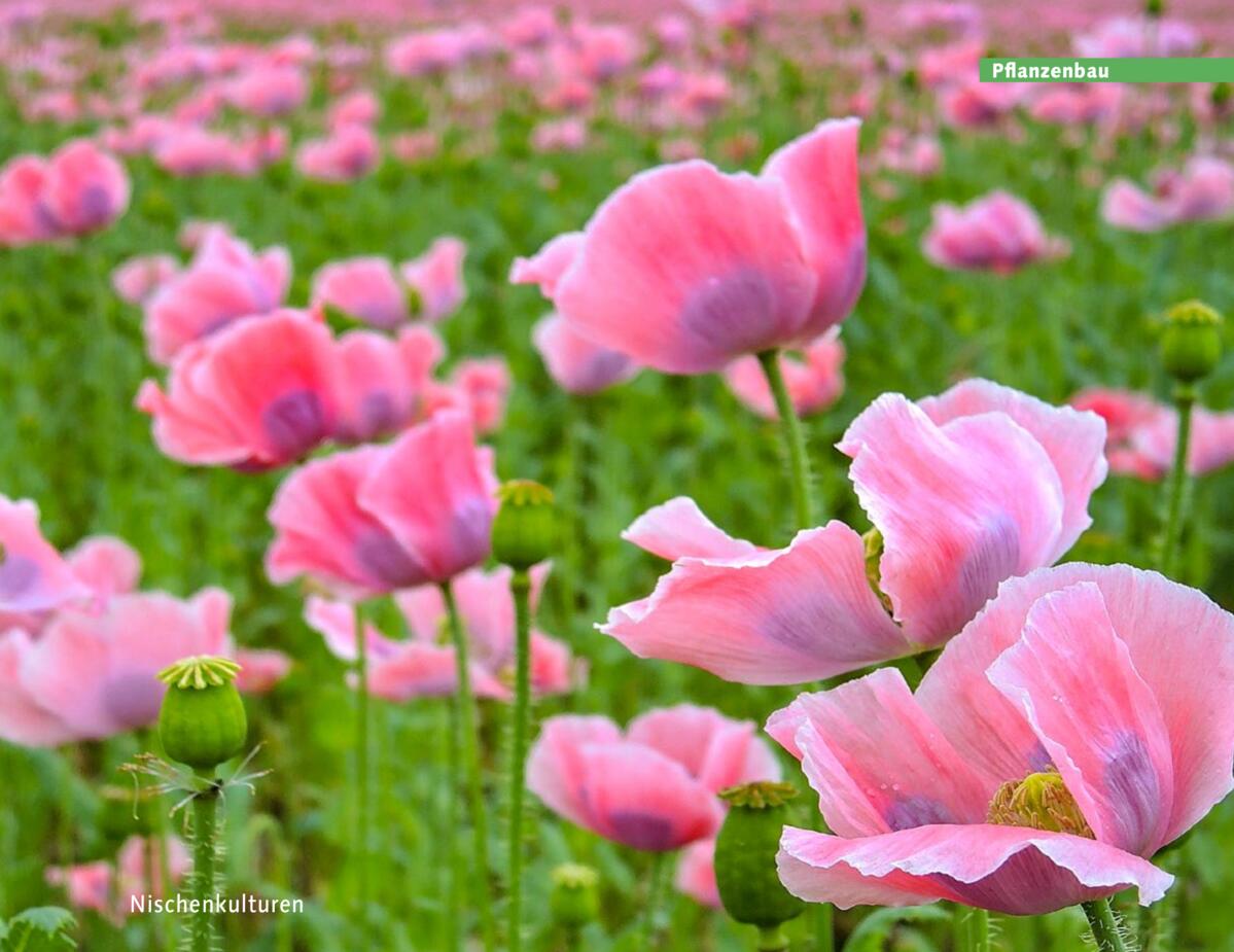 Mohn war fr&#xFC;her ein wichtiger &#xD6;llieferant. Heute ist die PfIanze eine Nischenkultur.