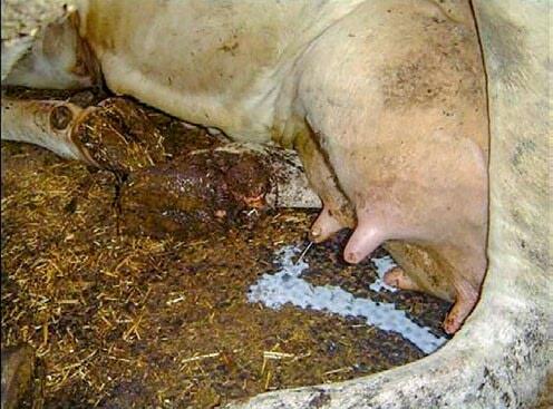Das Laufenlassen der Milch vor dem Ab kalben ist zwar für die
Kolostrumversorgung des Kalbes kein Problem, es ist aber aus
hygienischen Gründe...