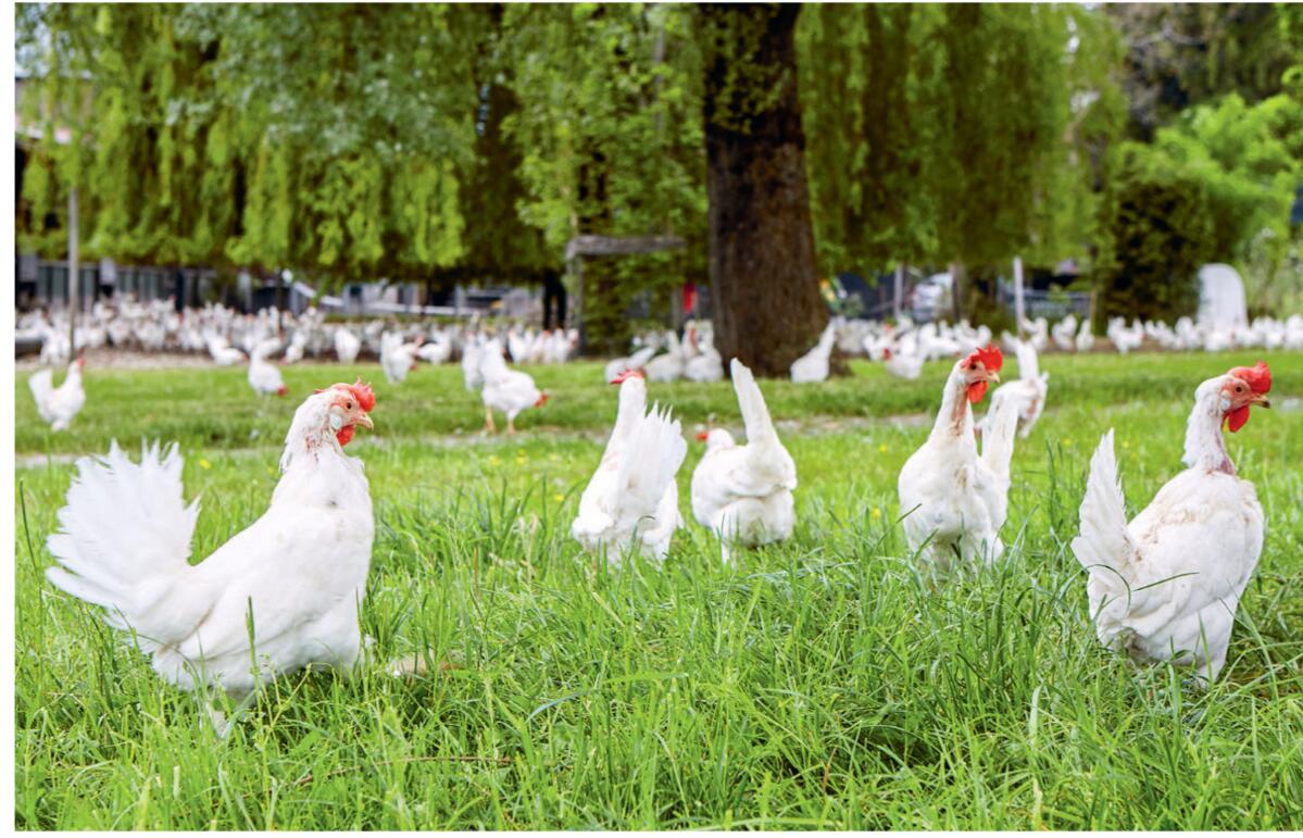 Volg met l&#x2019;accent sur les produits indig&#xE8;nes et est le seul commer&#xE7;ant de d&#xE9;tail &#xE0; vendre exclusivement des &#x153;ufs suisse...