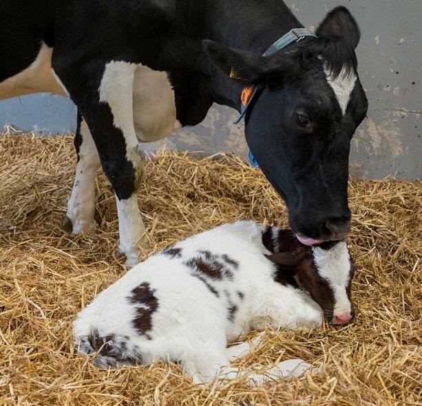 F&#xFC;r eine gute Immunabwehr des Kalbes ist die Kolostrumqualit&#xE4;t
essenziell,&#xA0;


welche unter anderem durch die F&#xFC;tterung beeinflusst w...
