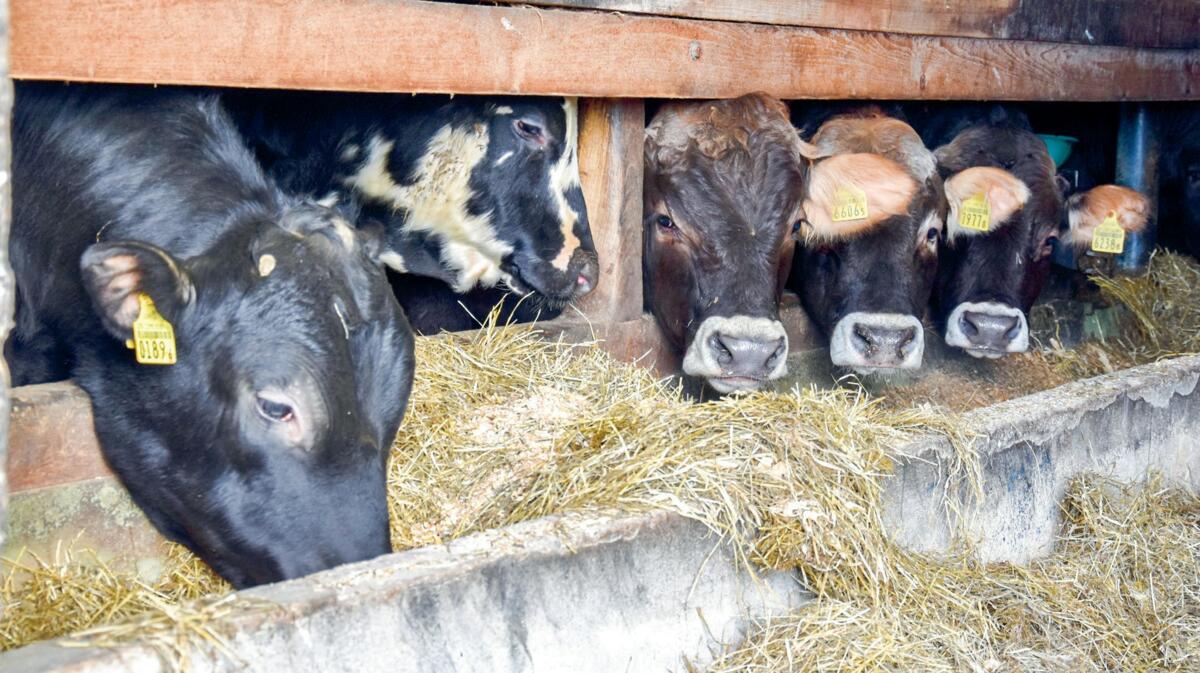 Pour disposer rapidement d&#x2019;un taux de couverture suffisant, les taureaux doivent d&#xE9;j&#xE0; mettre de la graisse pendant la phase de pr&#xE9;...