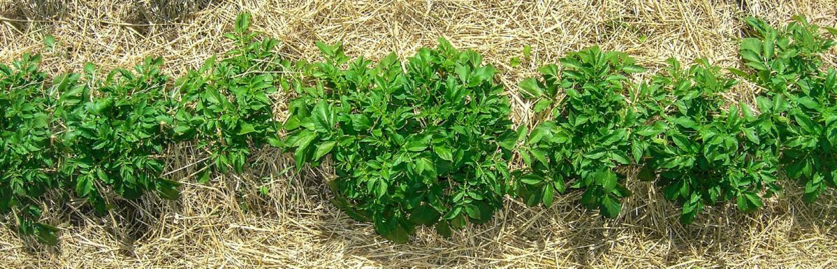 Nouvelles stratégies de lutte pour les plants de pomme de terre