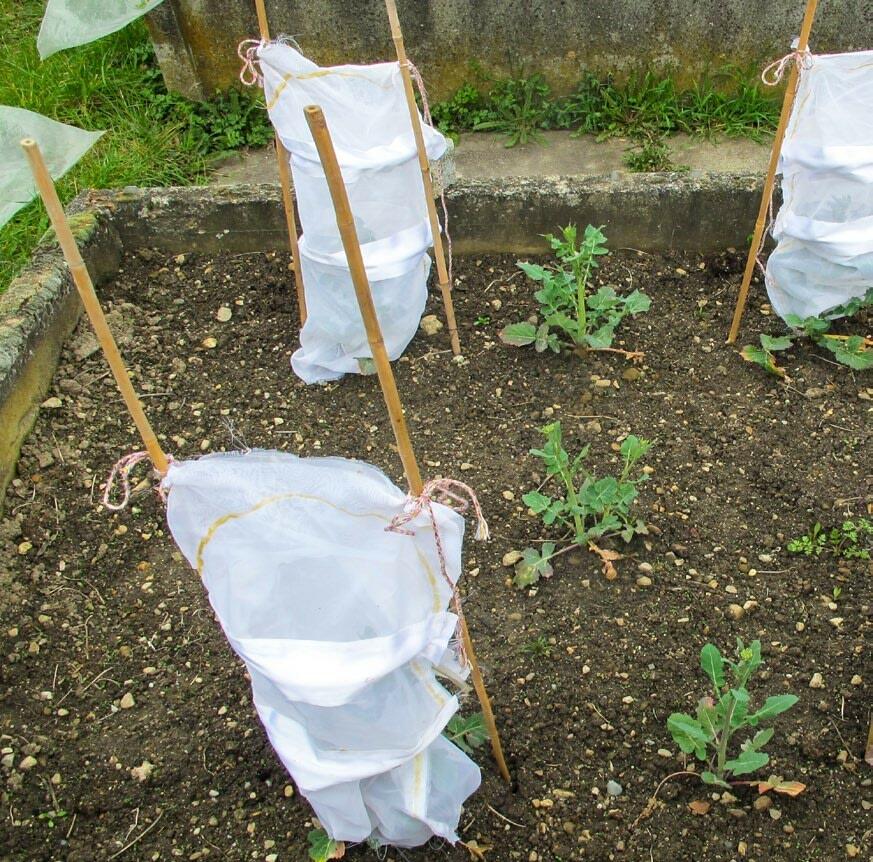 Dans l’essai en conditions semi-contrôlées, le nombre de bourgeons détruits par un seul méligèthe du colza est enregistr...