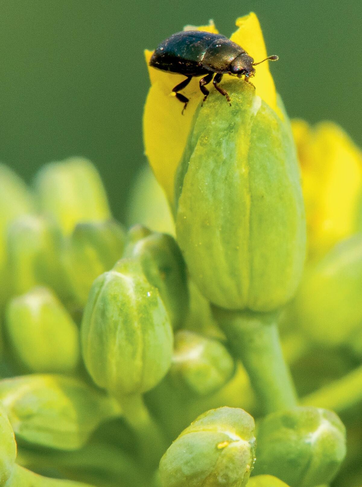 Méligèthe sur une fleur de colza.