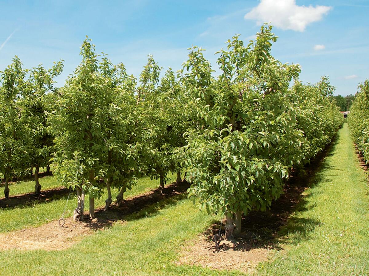 A l&#x2019;avenir, la quantit&#xE9; de bouillie devra &#xEA;tre adapt&#xE9;e &#xE0; la surface foliaire dans les cultures verticales.